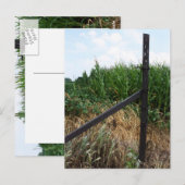 Cornfield achter het hek briefkaart (Voorkant / Achterkant)
