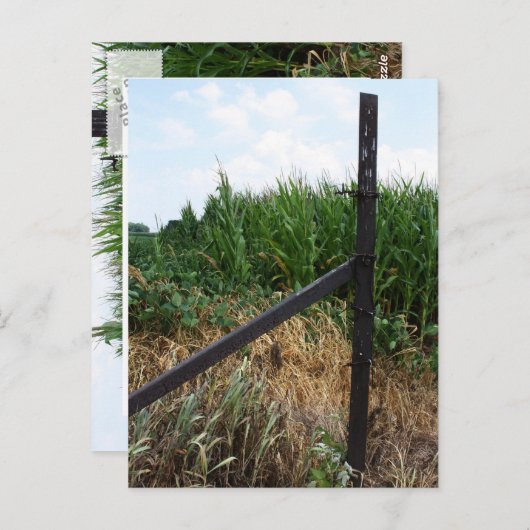 Cornfield achter het hek briefkaart (Voorkant / Achterkant)