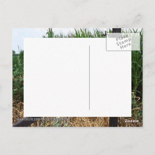 Cornfield achter het hek briefkaart (Achterkant)
