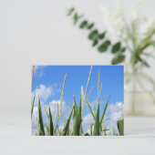 cornfield briefkaart (Staand voorkant)