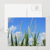 cornfield briefkaart (Voorkant / Achterkant)