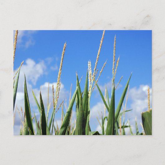 cornfield briefkaart (Voorkant)