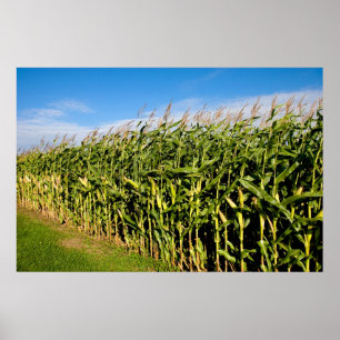 cornfield en hemel poster