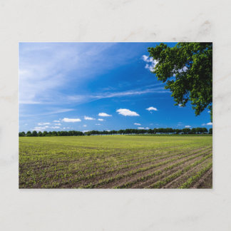 Cornfield in de zon briefkaart