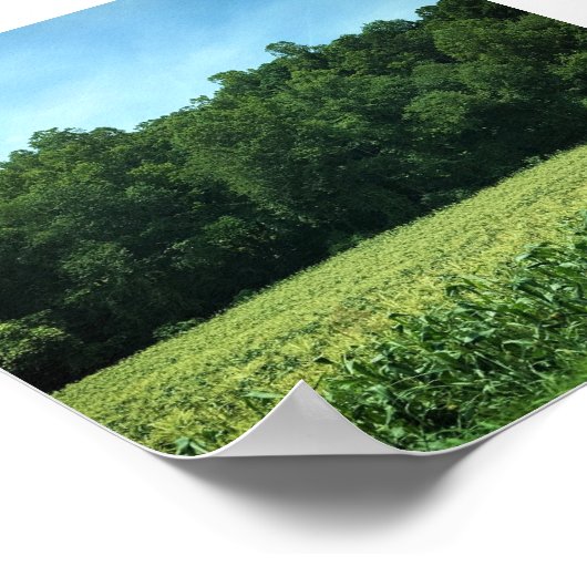 Cornfield in Rural North Carolina Poster (Hoek)