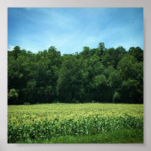 Cornfield in Rural North Carolina Poster (Voorkant)