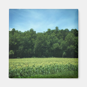 Cornfield in Rural North Carolina Poster Magneet