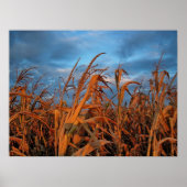 Cornfield Poster (Voorkant)