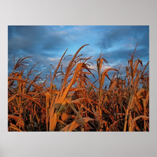 Cornfield Poster (Voorkant)