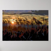 Cornfield sunrise poster (Voorkant)