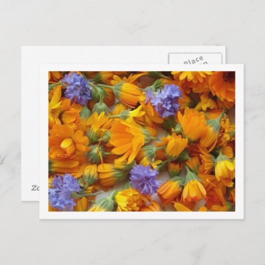cornflow en calendula briefkaart (Voorkant / Achterkant)