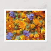 cornflow en calendula briefkaart (Voorkant)