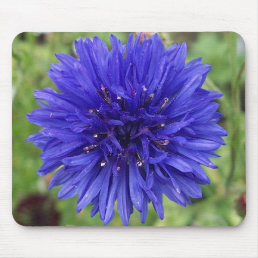 Cornflower Blue Boy Muismat (Voorkant)