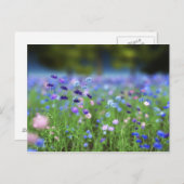 Cornflower Blue Briefkaart (Voorkant / Achterkant)