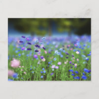 Cornflower Blue Briefkaart