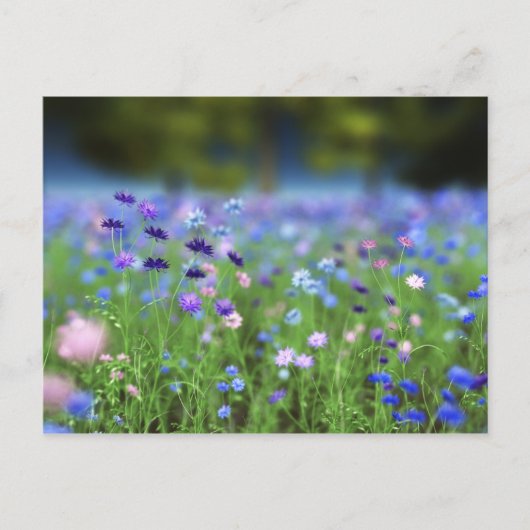 Cornflower Blue Briefkaart (Voorkant)
