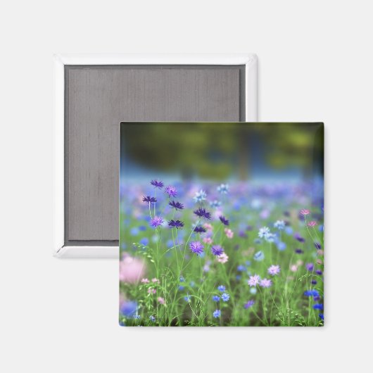 Cornflower Blue Magnet (Voorkant / Achterkant)