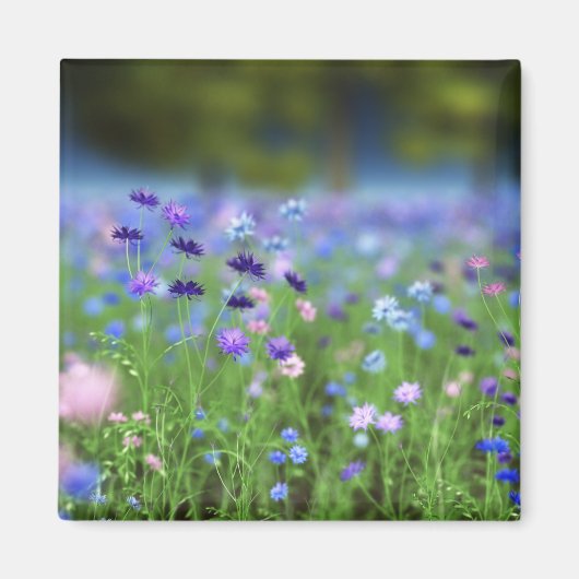 Cornflower Blue Magnet (Voorkant)