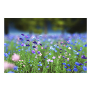 Cornflower Blue Photo Print Foto Afdruk