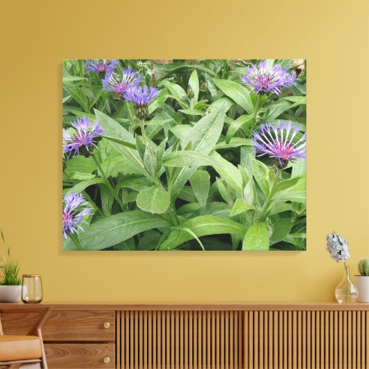Cornflower Canvas afdrukken (Insitu (Woonkamer))