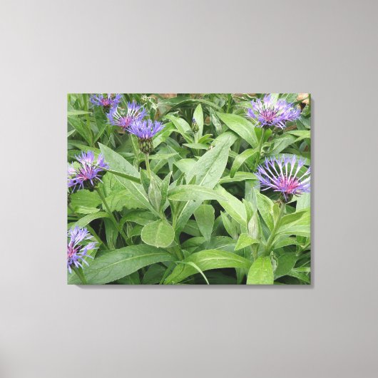 Cornflower Canvas afdrukken (Voorkant)