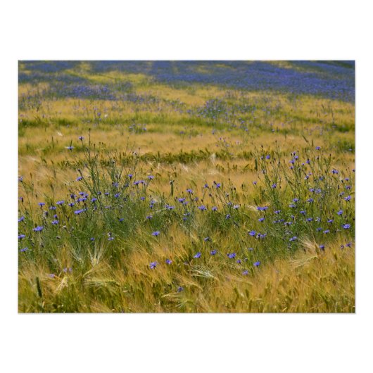 Cornflower Field Perfect Poster (Voorkant)