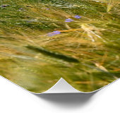 Cornflower Field Perfect Poster (Hoek)