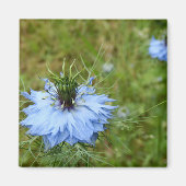 Cornflower Magnet (Voorkant)