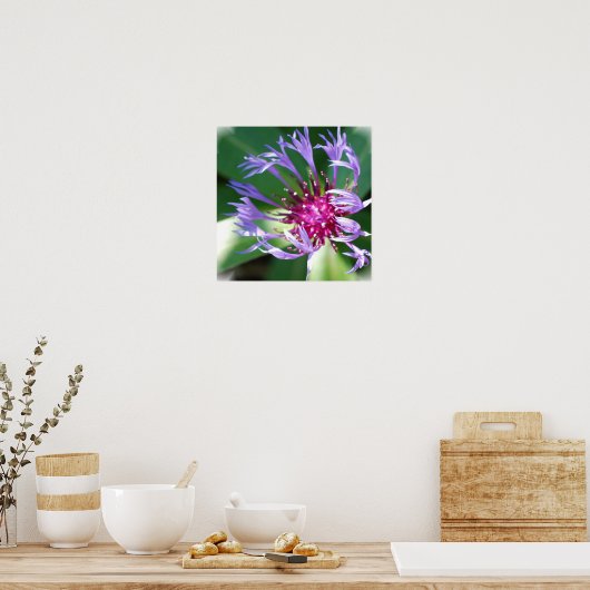 Cornflower Poster Afdrukken (Keuken)
