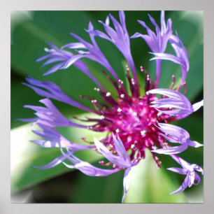Cornflower Poster Afdrukken