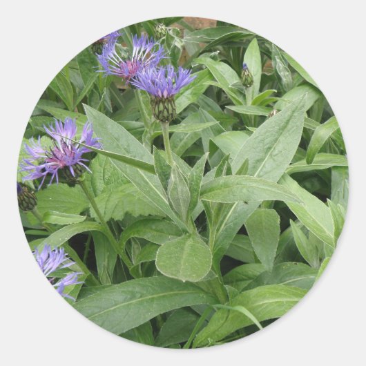 Cornflower Sticker (Voorkant)