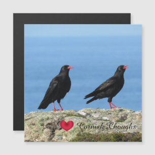 Cornish Choughs (Palores) Pyrhocorax pyrhocorax
