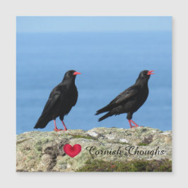 Cornish Choughs (Palores) Pyrhocorax pyrhocorax
