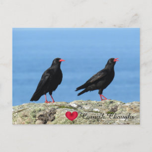 Cornish Choughs (Palores) Pyrhocorax pyrhocorax Feestdagenkaart
