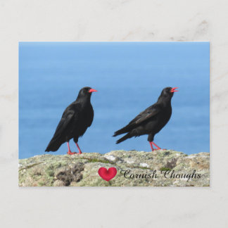 Cornish Choughs (Palores) Pyrhocorax pyrhocorax Feestdagenkaart