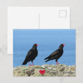 Cornish Choughs (Palores) Pyrhocorax pyrhocorax Feestdagenkaart (Voorkant / Achterkant)