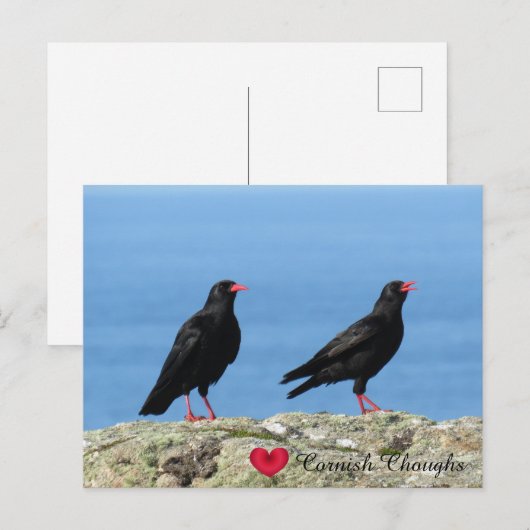 Cornish Choughs (Palores) Pyrhocorax pyrhocorax Feestdagenkaart (Voorkant / Achterkant)