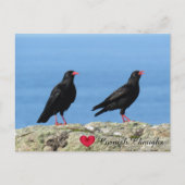 Cornish Choughs (Palores) Pyrhocorax pyrhocorax Feestdagenkaart (Voorkant)