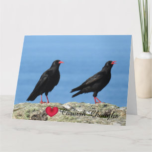 Cornish Choughs (Palores) Pyrhocorax pyrhocorax Kaart