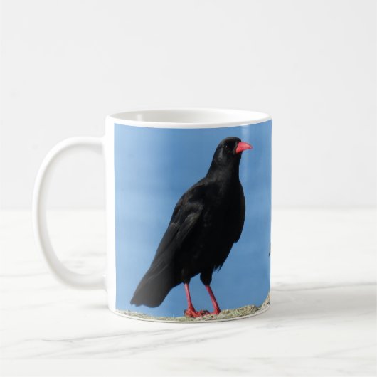 Cornish Choughs (Palores) Pyrhocorax pyrhocorax Koffiemok (Links)