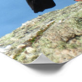 Cornish Choughs (Palores) Pyrhocorax pyrhocorax Poster (Hoek)