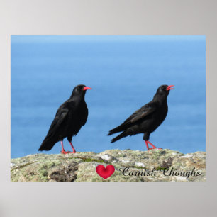 Cornish Choughs (Palores) Pyrhocorax pyrhocorax Poster