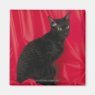 Cornish rex cat magneet