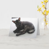 Cornish Rex Kaart (Gele Bloem)