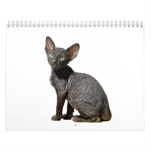 Cornish Rex Kittens kalender (Hoes)