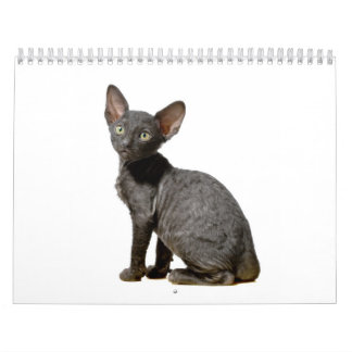 Cornish Rex Kittens kalender