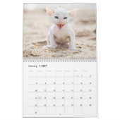 Cornish Rex Kittens kalender (Jan 2027)