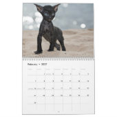 Cornish Rex Kittens kalender (Feb 2027)