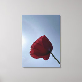 Cornish rode klaproos met grijze lucht canvas afdruk