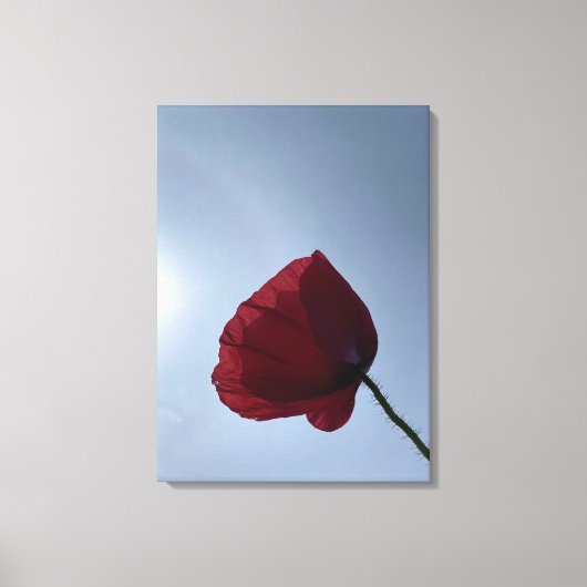 Cornish rode klaproos met grijze lucht canvas afdruk (Voorkant)